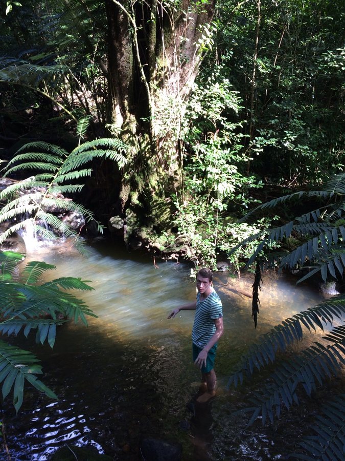 Swimming in the jungle