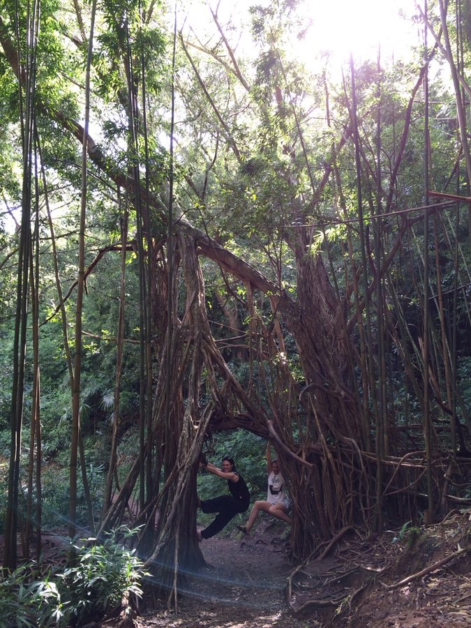 Two monkeys in the jungle