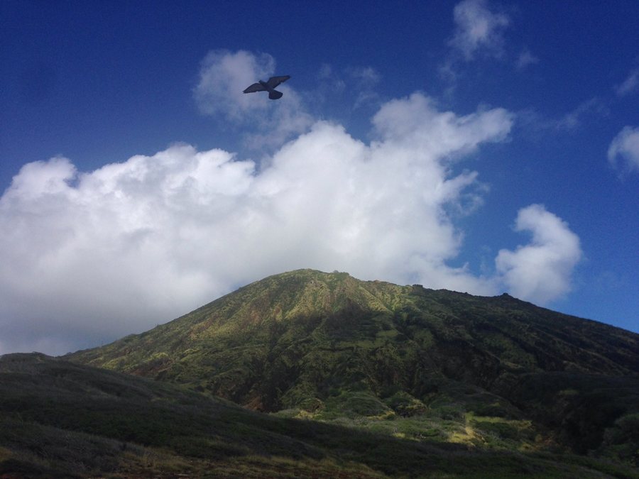 Bird in the sky near Hanauma Bay