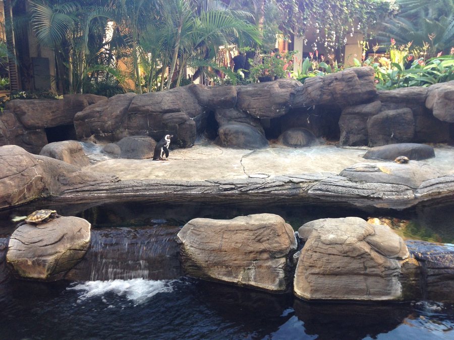 Penguins and turtles on Hawaii