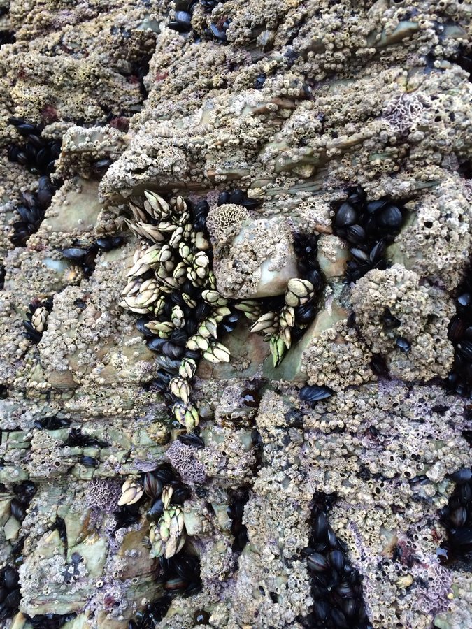 Pollicipes pollicipes, known as the goose neck barnacle… delicacy!